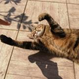 Foto del gato perdido en Saint Denis En Bugey