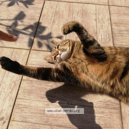 Foto 1/1 Kumquat Chat perdido en Saint denis en bugey