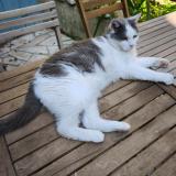 Foto del gato perdido en Montricoux