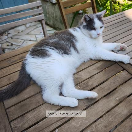 Foto 1/1 PITO Chat perdido en Montricoux