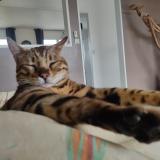 Foto del gato perdido en Plouigneau