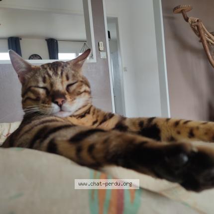 Foto 1/1 Yuki Chat perdido en Plouigneau