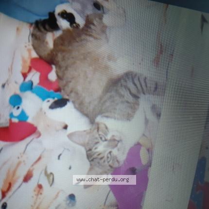 Foto 1/1 GASPARD Chat perdido en Epiniac