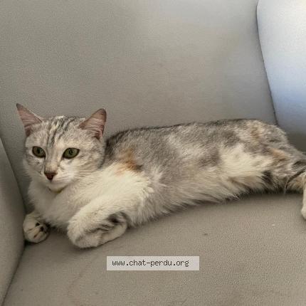 Foto 1/1 Gato encontrado Encontrado en Tremblay en france