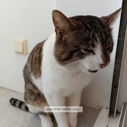 Foto 1/1 Gato encontrado Encontrado en Givrand