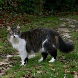 Foto del gato perdido en St Amand Montrond