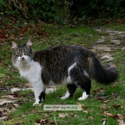 Foto 1/1 Didou Chat perdido en St amand montrond