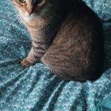 Foto del gato perdido en Grenade Sur L Adour