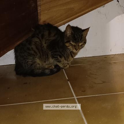 Foto 1/1 Gato encontrado Encontrado en Aubignosc