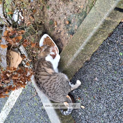 Foto 1/1 Gato encontrado Encontrado en Saint pierre du perray