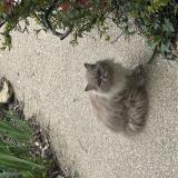 Foto de gato encontrado en Andilly