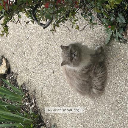 Foto 1/1 Gato encontrado Encontrado en Andilly