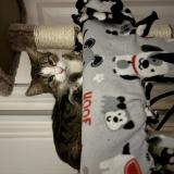 Foto del gato perdido en Addison