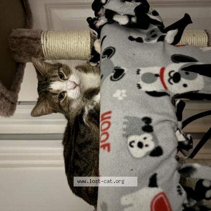 Foto 1/1 Kali Chat perdido en Addison