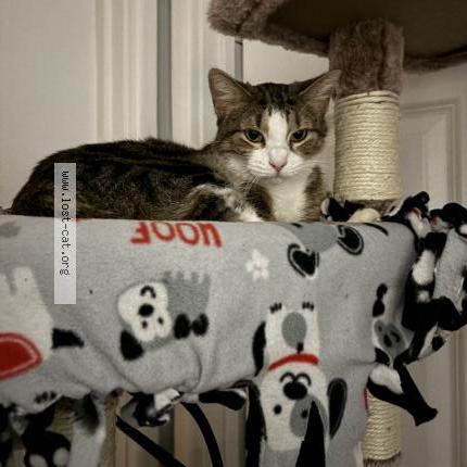 Foto 1/1 Kali Chat perdido en Addison