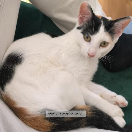 Foto 1/1 Mao Chat perdido en Lanester