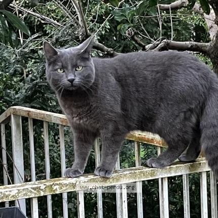 Foto 1/1 Prusse Chat perdido en Clermont ferrand