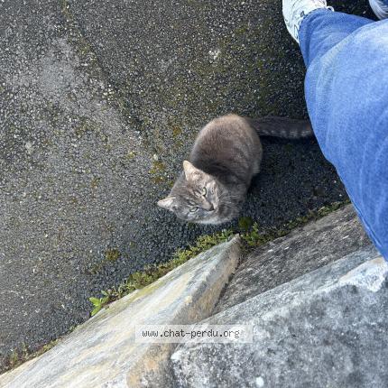 Foto 1/1 Gato encontrado Encontrado en Trelaze