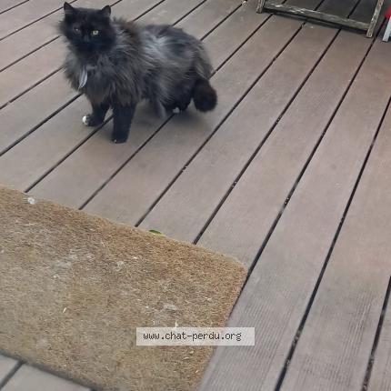 Foto 1/1 Gato encontrado Encontrado en Crozet