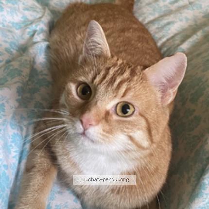 Foto 1/1 Dewey Chat perdido en Wezembeek oppem