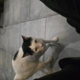 Foto de gato encontrado en Cabries