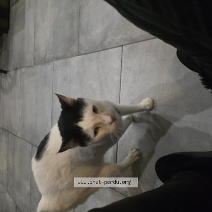 Foto 1/1 Gato encontrado Encontrado en Cabries