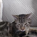 Foto de gato encontrado en Chatillon