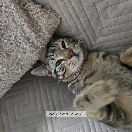 Foto 2/2 Gato encontrado Encontrado en Chatillon