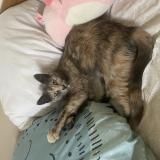 Foto del gato perdido en Ares