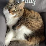 Foto del gato perdido en Lue