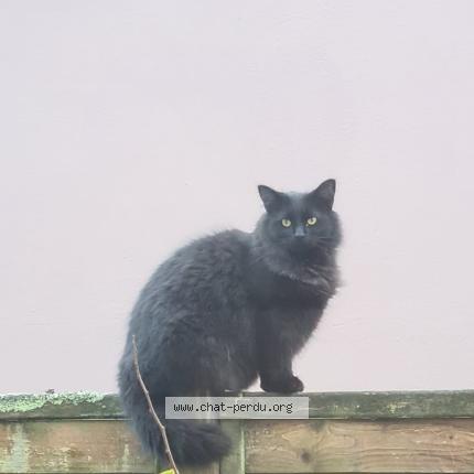 Foto 1/1 Dragibus Chat perdido en Brest