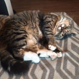 Foto del gato perdido en Brossac