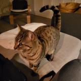 Foto del gato perdido en Chamalieres