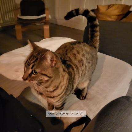 Foto 1/1 Neko Chat perdido en Chamalieres