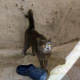 Foto de gato encontrado en Thezan Les Beziers