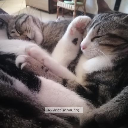 Foto 1/1 Grizou Chat perdido en Chaouilley