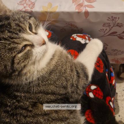 Foto 1/1 Ruby Chat perdido en Bouchain