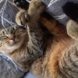 Foto del gato perdido en Sainte Anne Sur Brivet