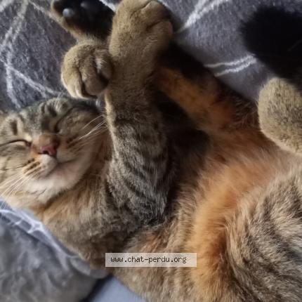 Foto 1/1 Caline Chat perdido en Sainte anne sur brivet