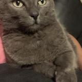 Foto del gato perdido en Saint Pierre Brouck