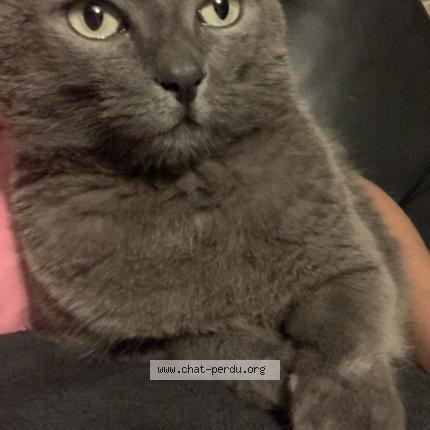 Foto 1/1 Taz Chat perdido en Saint pierre brouck