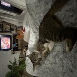 Foto del gato perdido en Angers