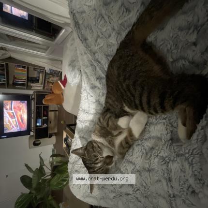 Foto 1/1 Mira Chat perdido en Angers