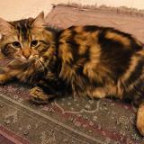 Foto del gato perdido en Montmagny