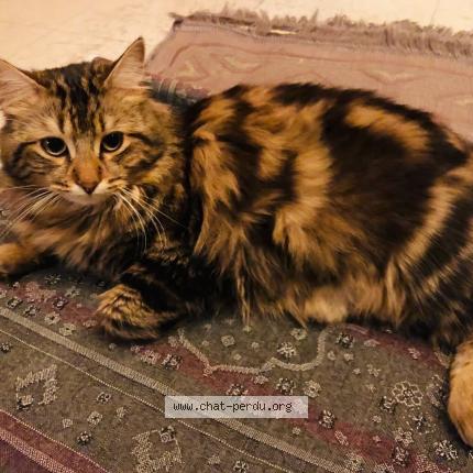 Foto 1/1 ZemZem ou Mignon Chat perdido en Montmagny