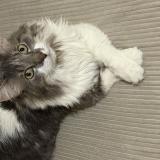 Foto del gato perdido en Paris