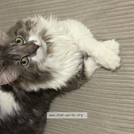 Foto 1/1 Pepsi Chat perdido en Paris