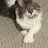 Foto del gato perdido en Paris