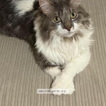 Foto 1/1 Pepsi Chat perdido en Paris