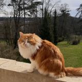 Foto del gato perdido en Vernaison